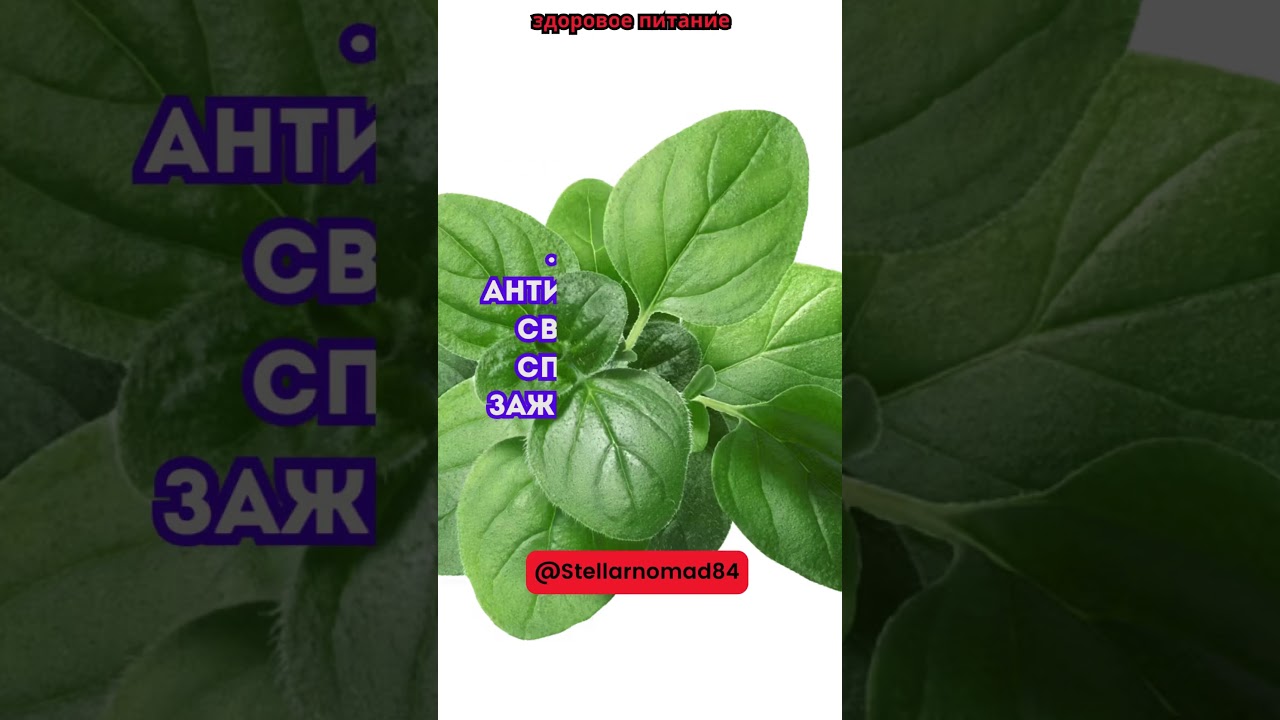 Орегано содержит карвакрол, который 