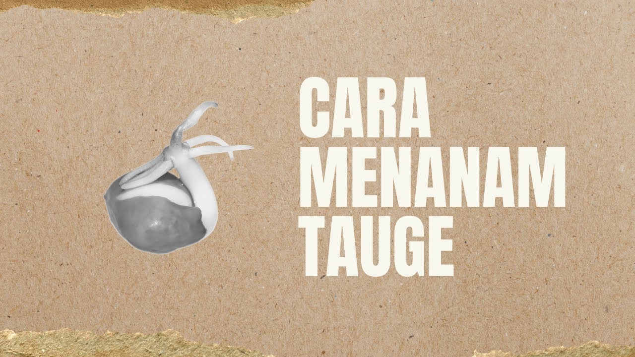 Cara Menanam Tauge Di Rumah Dengan Mudah 