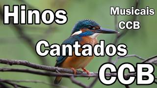 Download Lagu HINOS CCB CANTADOS -  Musicais CCB - Melhores Hinos Cantados CCB  24/02/2026 MP3
