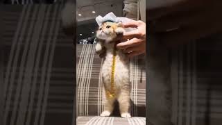 Watch The Cute Little Cat Video ❤️ I Found this TikTok #shorts #trendingshorts #gachaedit