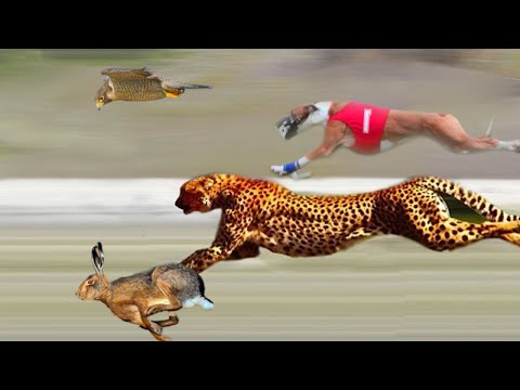أسرع 10 حيوانات على وجه الأرض