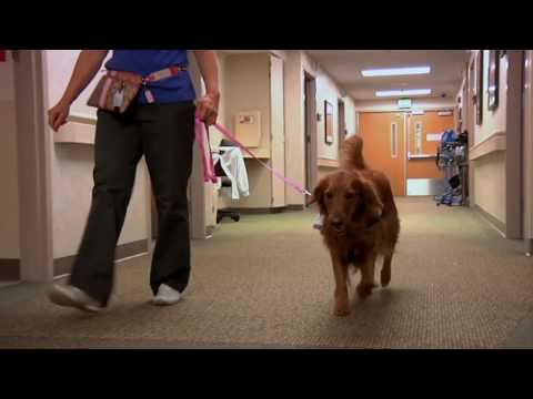 वीडियो: थेरेपी कुत्तों; नियमों में बदलाव करते हुए जीवन को बदलना