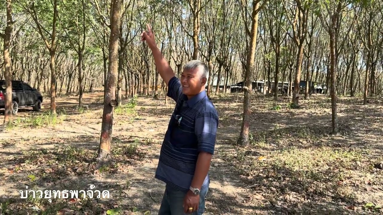 สวนยางพาราเทพสถิตมีอาการป่วยทั้งสวนบำรุงฟื้นฟูด้วยจุลินทรีย์พด. | อ.พรต | บ่าวยุทธพาจ้ว