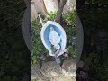 The garden under the flagpole with the blessed mother #shortvideos