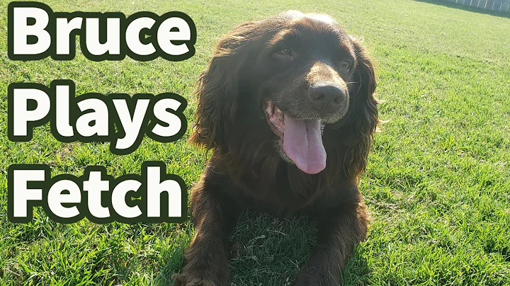 Bruce (Boykin Spaniel) playing fetch.