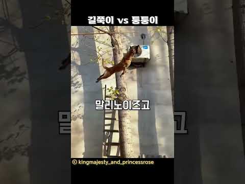 길쭉이 vs 퉁퉁이