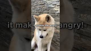 you’re so cute it makes me angry!   #akita #akitainu #dogs #shorts #short - not my original idea🎌