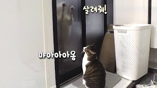 목욕 당하는 강아지를 본 고양이의 놀라운 반응..! ㅋㅋㅋ