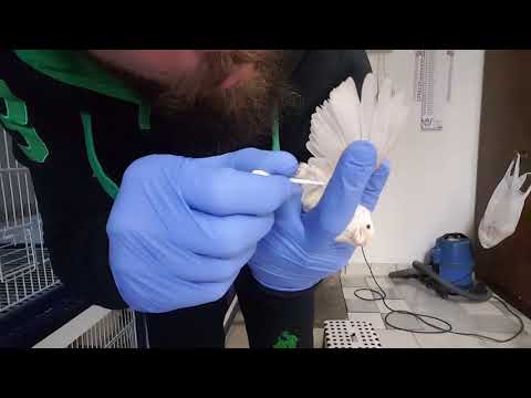 Video: Come Curare La Peste Negli Uccelli