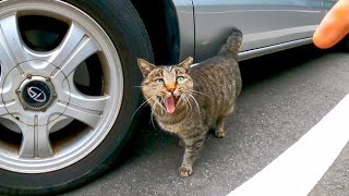 猫がたくさんいる駐車場