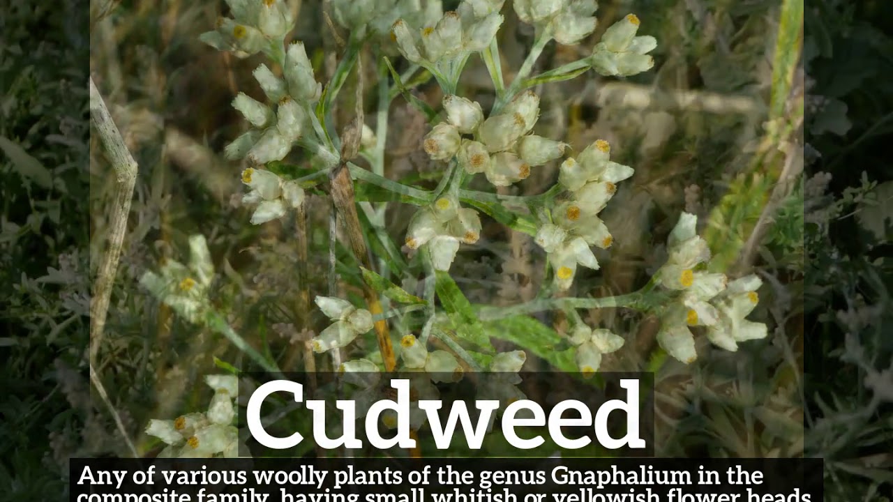 What is Cudweed? | How to Say Cudweed in English? | How Does Cudweed Look?