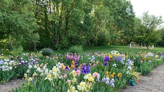 Spring iris garden 2023