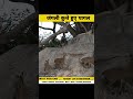 क्या जंगली कुत्तो को उनकी मंजिल मिल पाएगी 😂 । shorts video। #shorts