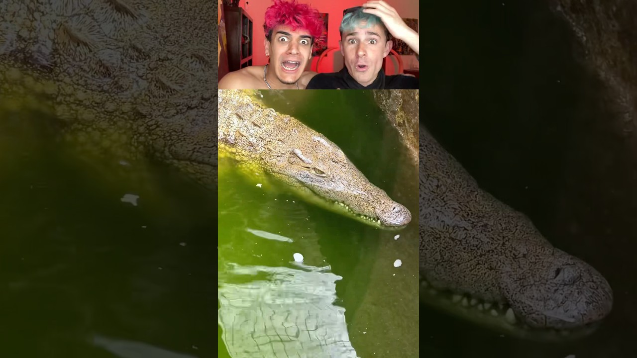 Tengo cocodrilos en la piscina😰