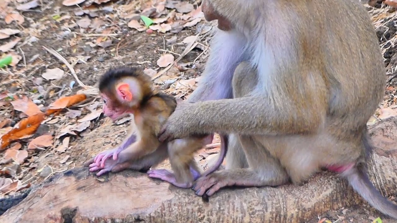 🐒 Mama MOKA Gently Watches Over Her Baby — Pure Love and Care in the Wild.