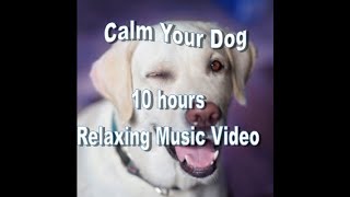 10 Hours Dog Video Music Compilation Relaxation Anxiety Separation Anxiety by The Dog Empire-Dog Relaxation Music 7,408 views 6 years ago 10 hours, 19 minutes