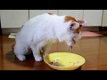 しろおしょくじ 200219