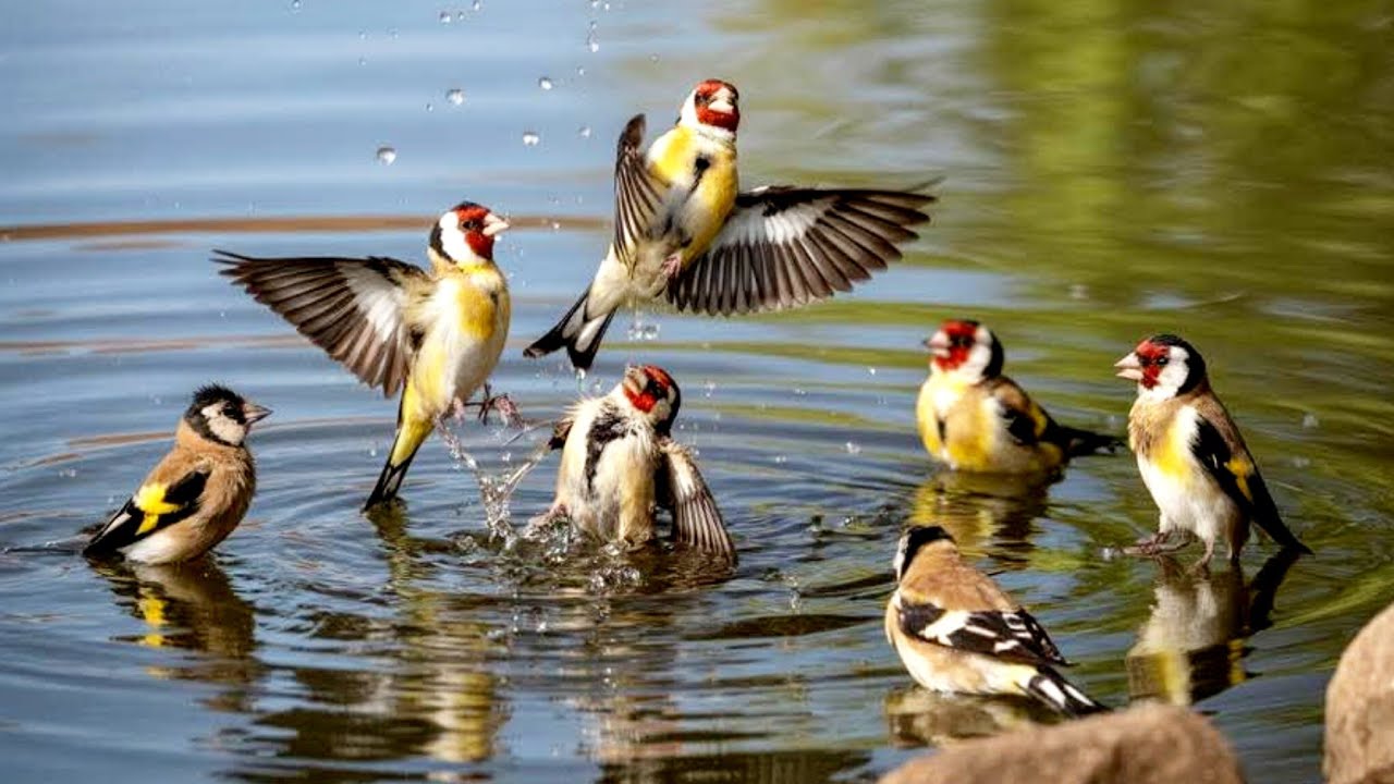 افضل بتبتة لتحفيز الحسون على التزاوج والغناء، بتبة لتخفيز انثى الحسون 