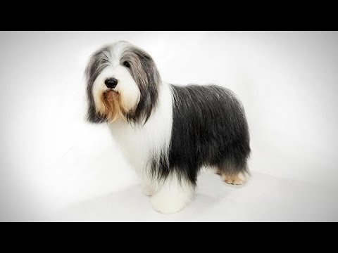 ABC Canino - Collie Barbudo (Bearded Collie) - legendado português. Bearded Collie, Origen, Características, Alimentación, Cuidados Y Más