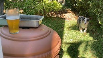 Mango Tree Pruning 101