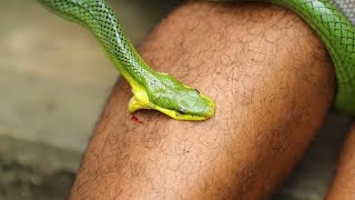 5 Meanings of Dreams About Being Bitten by a Snake on the Foot According to Javanese Primbon: Wha...