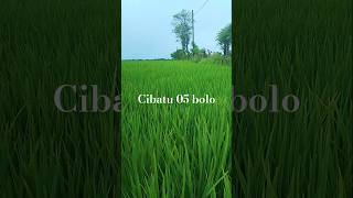 Download Lagu Cibatu 05 hijaunya kayak rumput tetangga#petanipadiindonesia #petanimuda #semuaorang MP3