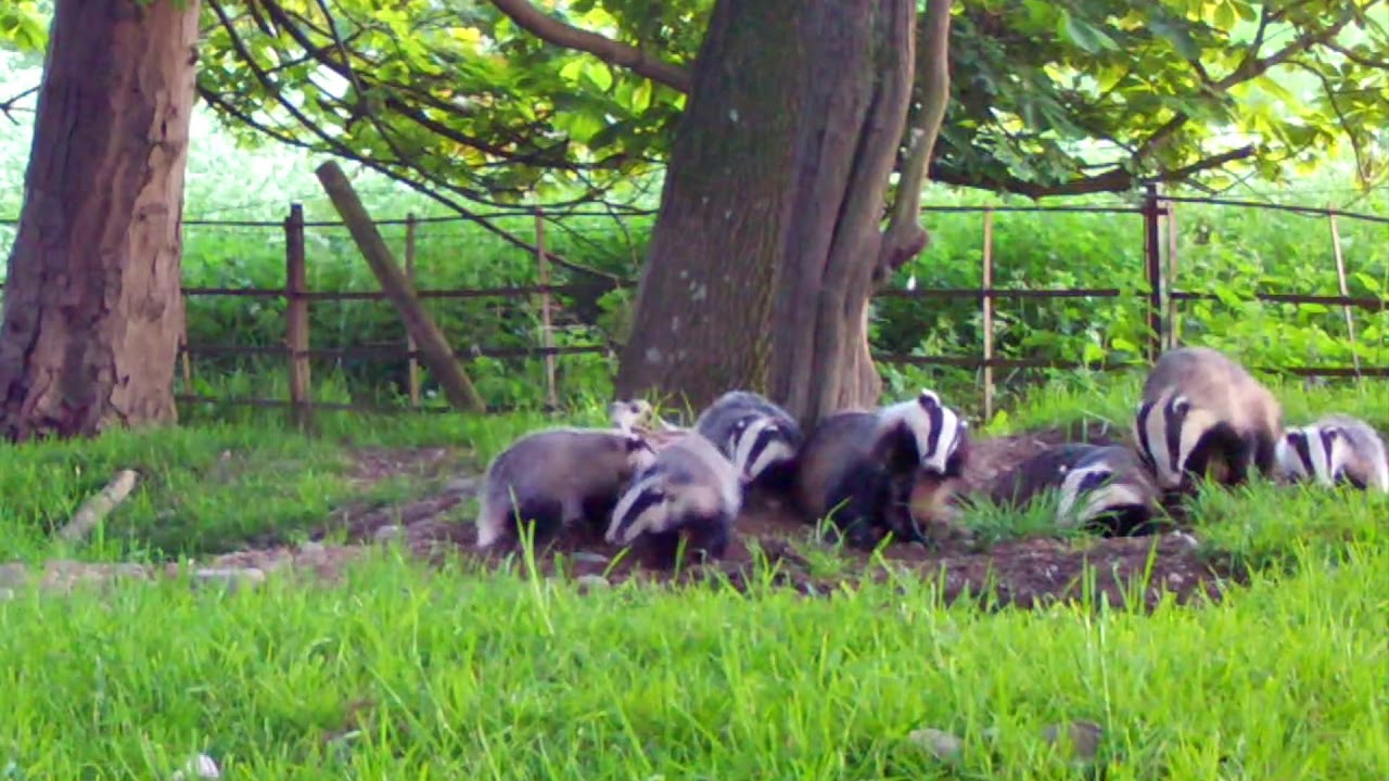 Badger cam