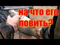 Как заставить его клевать? Ловля карпа. Лагуна Игумное.