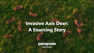 Invasive Axis Deer: A Sourcing Story