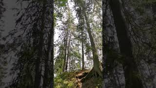 Gran Kuusi Spruce Fichte Picea Rabies Resimi