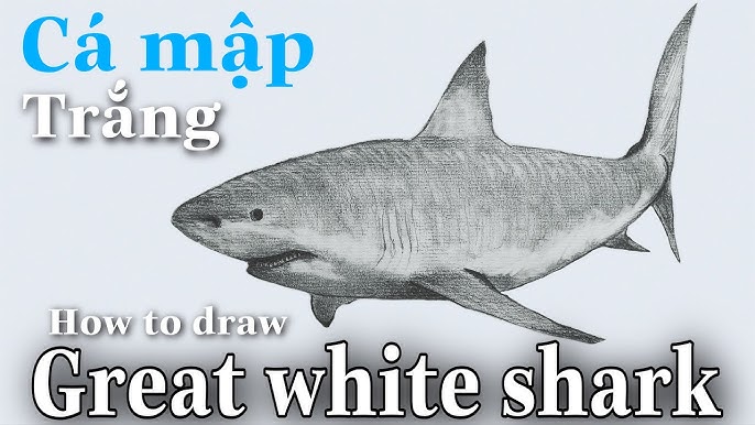 Cách Vẽ Cá Mập Megalodon | How To Draw Megalodon Shark - Youtube