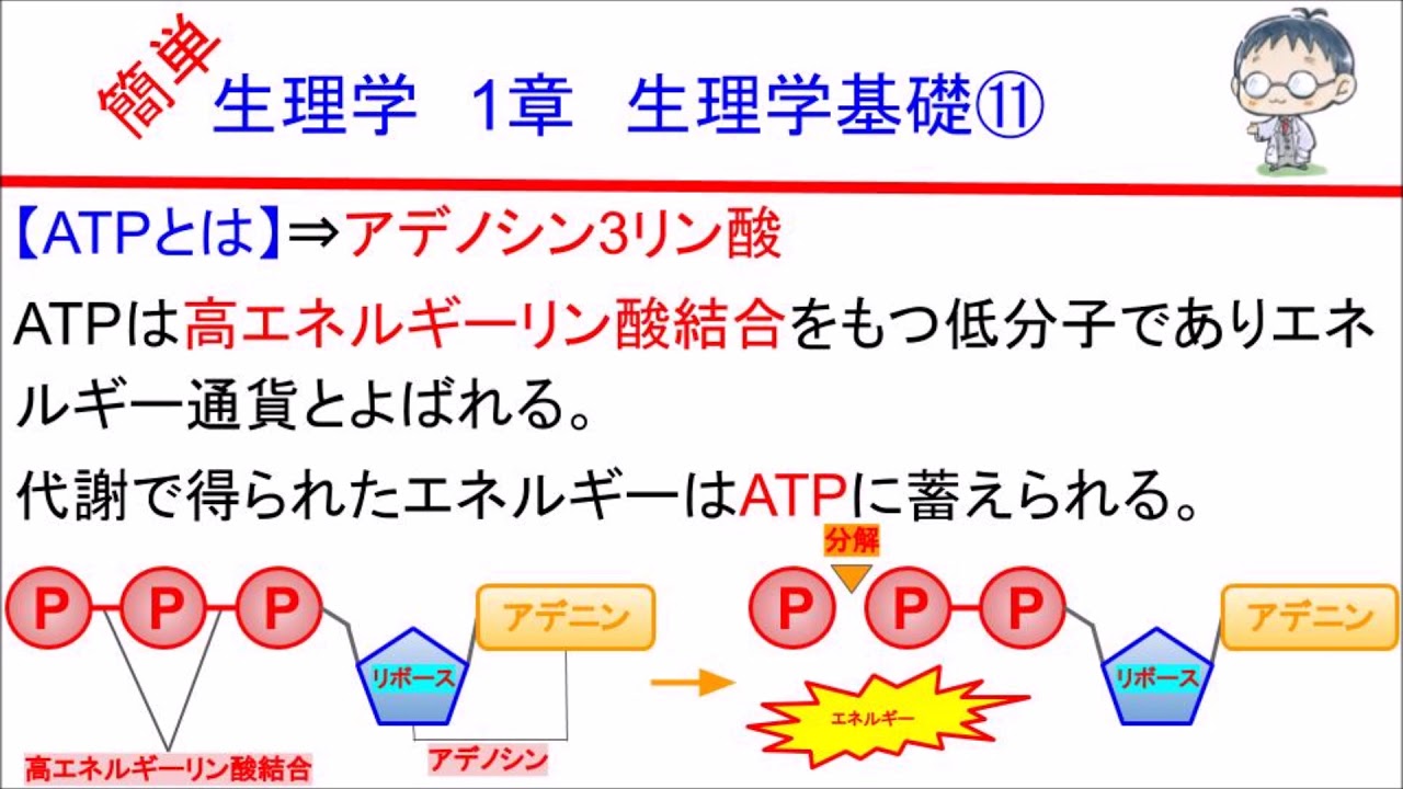 簡単学生理学 １章 生理学基礎⑪(ATPとは) - YouTube