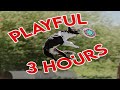 Playful music for dogs to have fun and relax  so playful  100 of ad revenue to help dogs