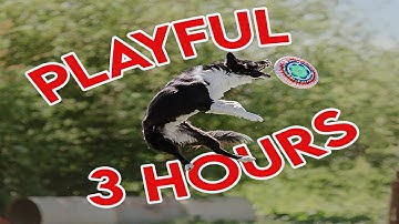 Playful Music for Dogs to Have Fun and Relax!  (So Playful)  100% of Ad Revenue to HELP DOGS!