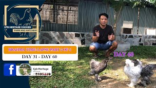 BRAHMA TIME-LAPSE (PART 2 of 6) | SEE YOUR CHICKENS GROW DAY BY DAY | DAY 31 - DAY 60
