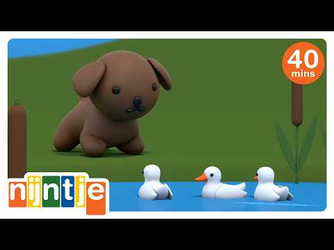 Snuffie en de eendjes | nijntje | het beste van nijntje
