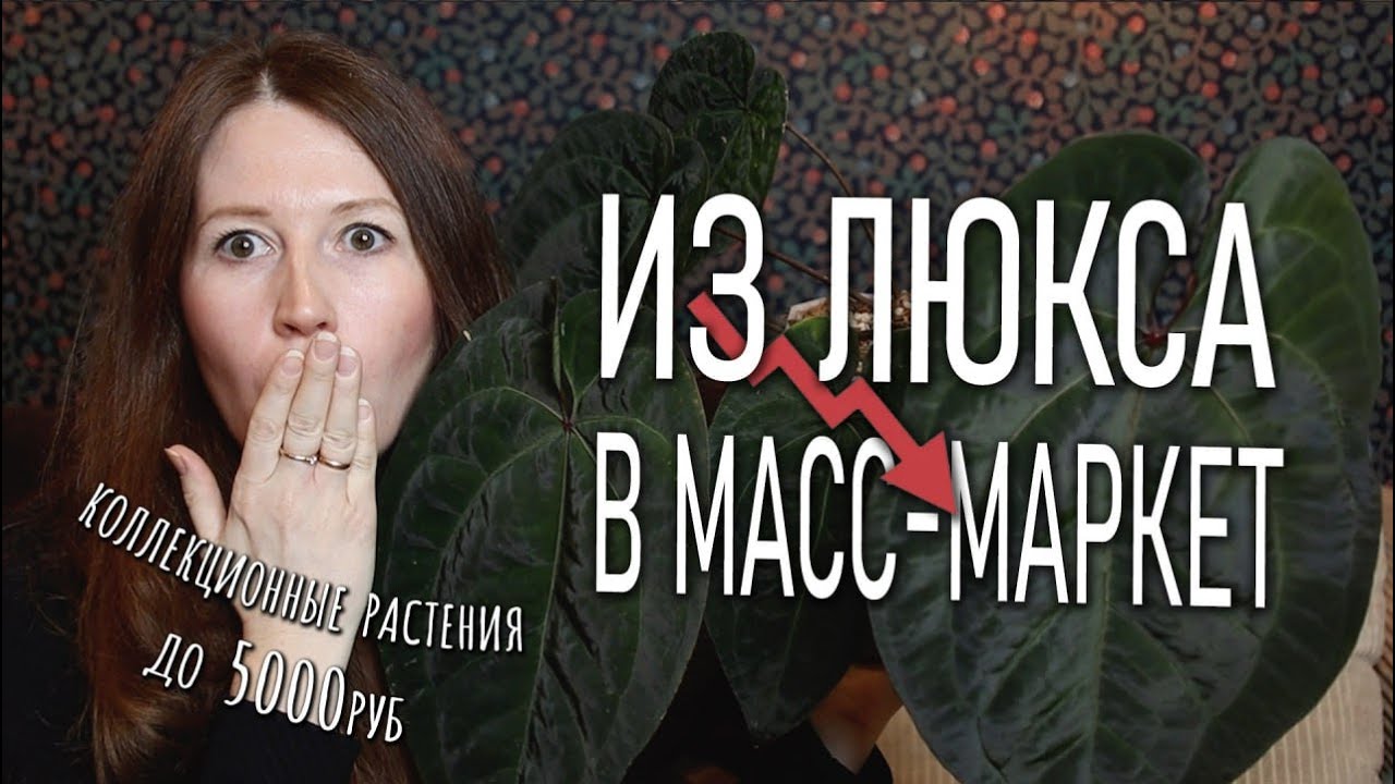 ИЗ ЛЮКСА В МАСС-МАРКЕТ!! Самые интересные растения, на которые свалилась цена в 2025