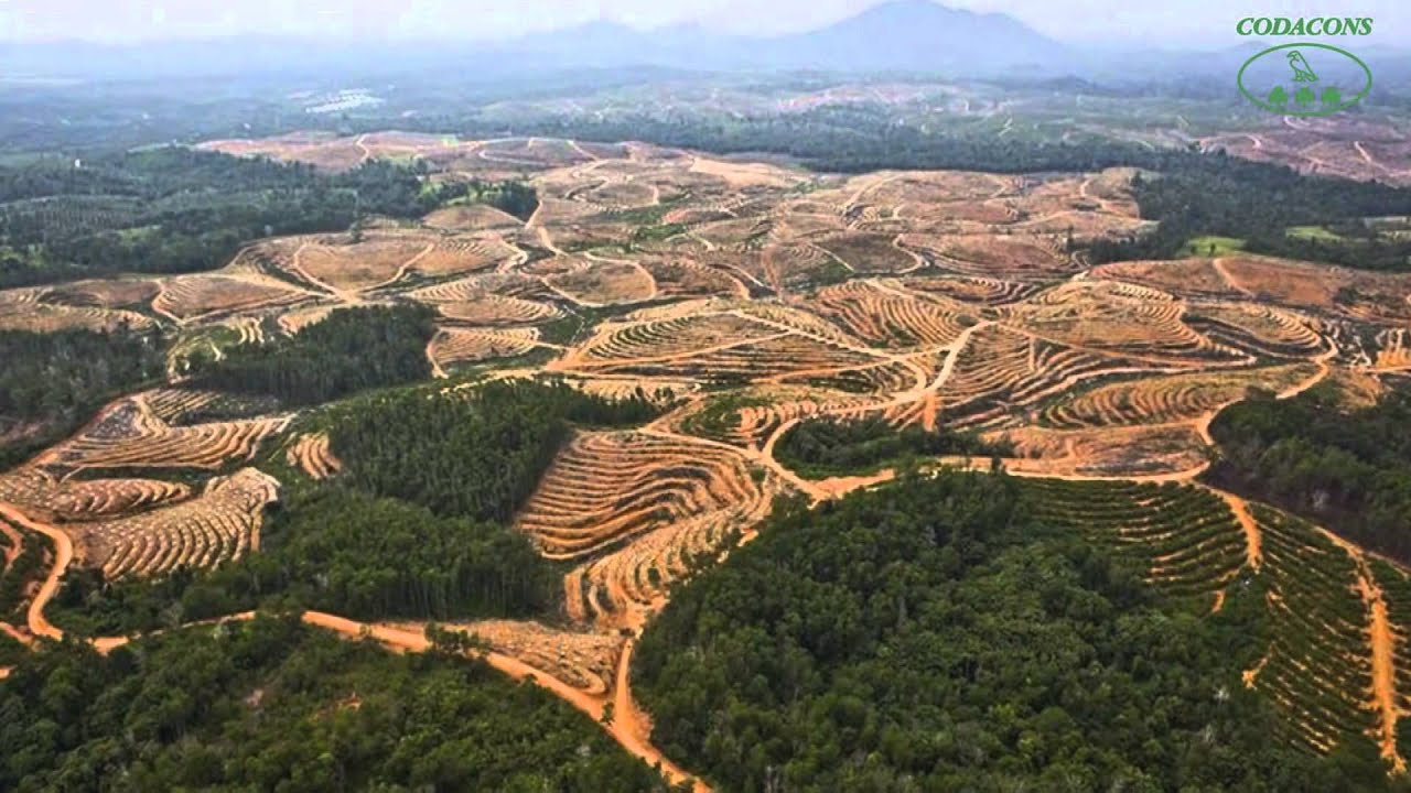 La Deforestazione Avanza YouTube