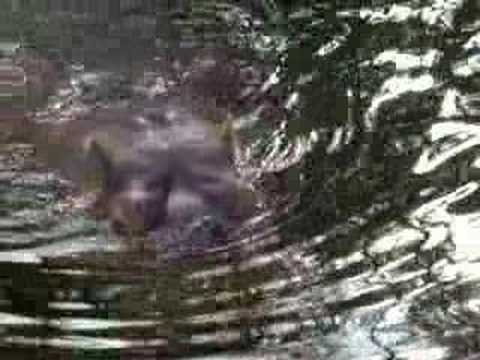 Thumb of If You Hear A Hippo Laughing, You Should Probably Run video