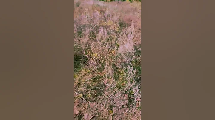 Mountain Lion stalks elk hunter in Idaho. Saved by Glock27 warning shots #shorts #trending