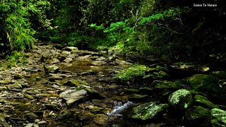 Wonderful melodies of nature. birds chirping. gentle forest sound. ASMR