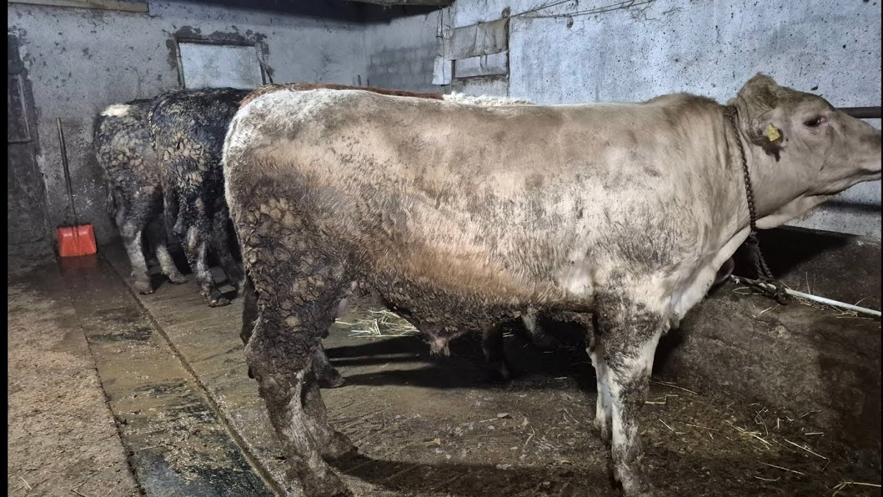 Gelin hayvanlara birlikte bakalım