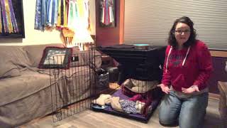 How to crate train your puppy. Training your dog to happily go in their crate/kennel on their own!