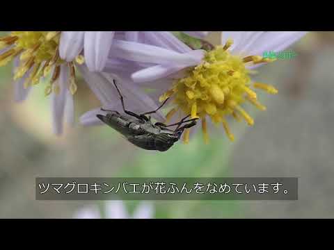 知ってる？ハエが花粉を運ぶって本当