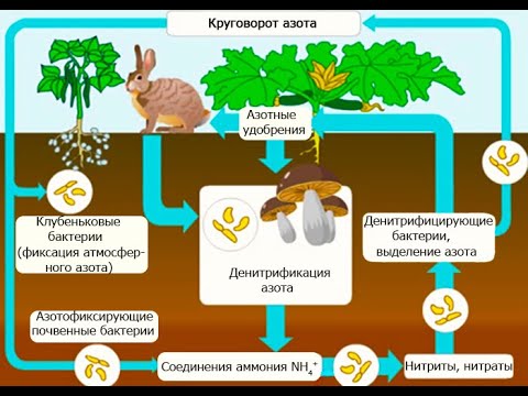 Видео: Являются ли ризобии азотфиксирующими бактериями?