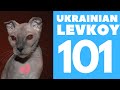 Ukrainian Levkoy 101 : Breed & Personality の動画、YouTube動画。