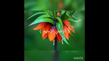 القارئ محمد صالح العمودي يقرأ بصوت جميل جداً جداً صوت ولا في الخيال