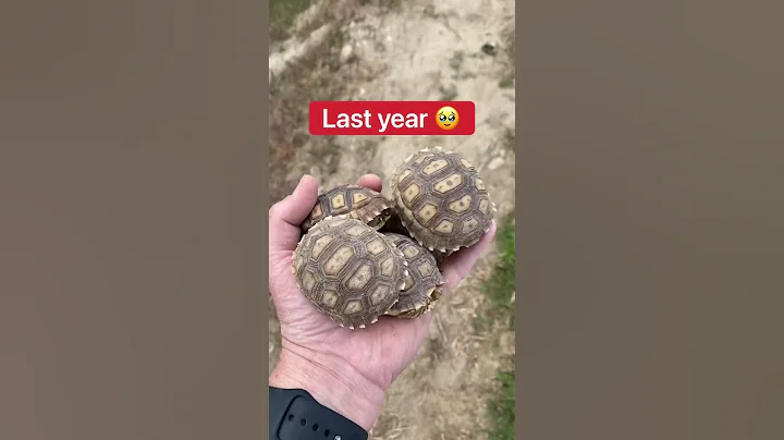 How I Put The Baby Tortoises To Bed 🥹🐢 #shorts #tortoise - DayDayNews