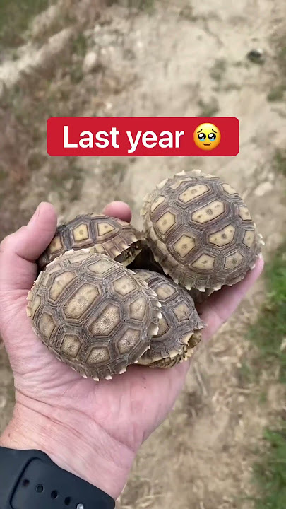 How I Put The Baby Tortoises To Bed 🥹🐢 #shorts #tortoise