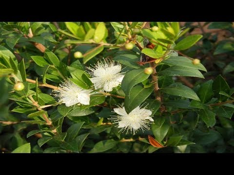 Vídeo: Istod: Propiedades útiles Y Aplicación De Istode, La Raíz De Istode. Istodo Siberiano, Hojas De Mirto, Hojas Delgadas, Ordinarias